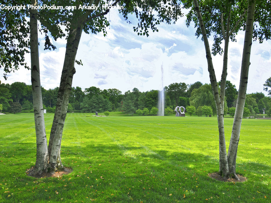 Yard, Birch, Tree, Wood, Field, Grass, Grassland