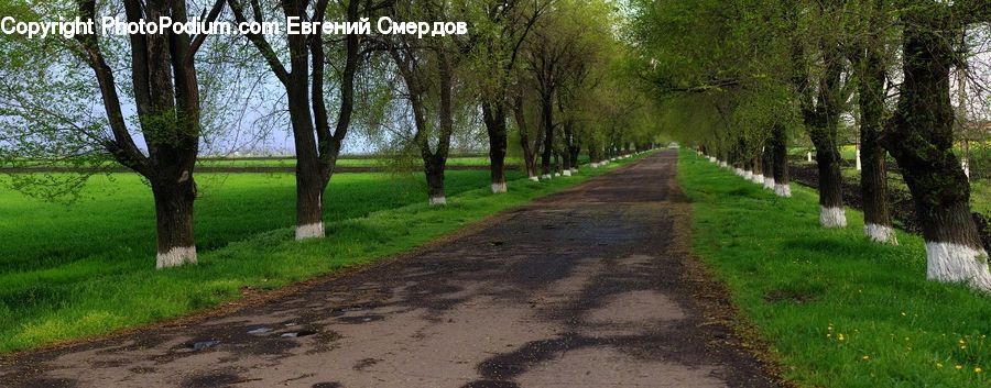 Path, Trail, Dirt Road, Gravel, Road, Fir, Forest