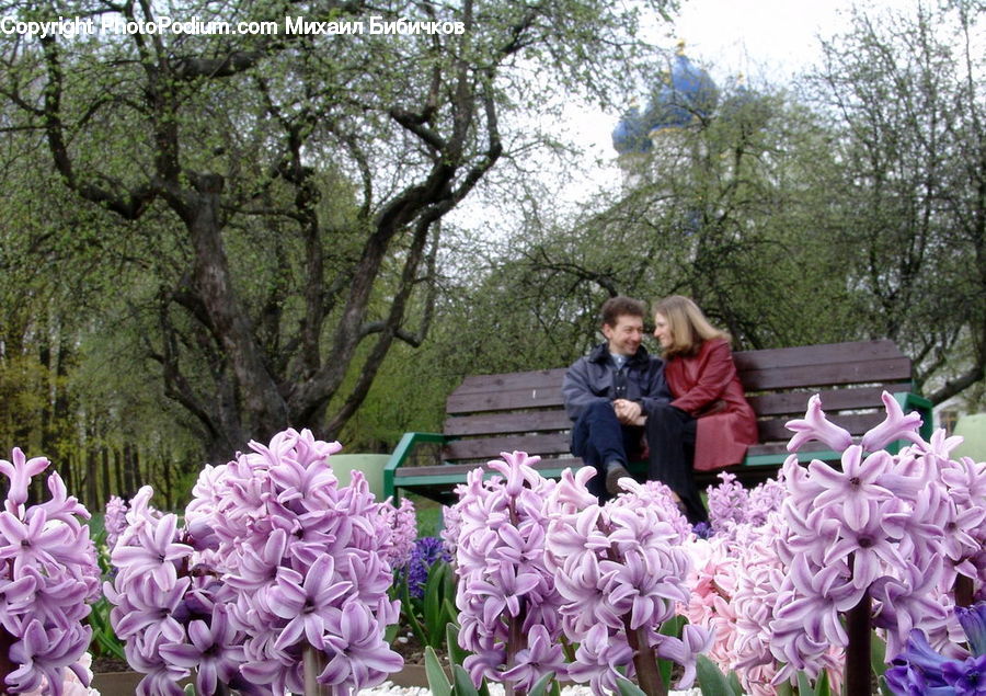 People, Person, Human, Blossom, Flora, Flower, Plant