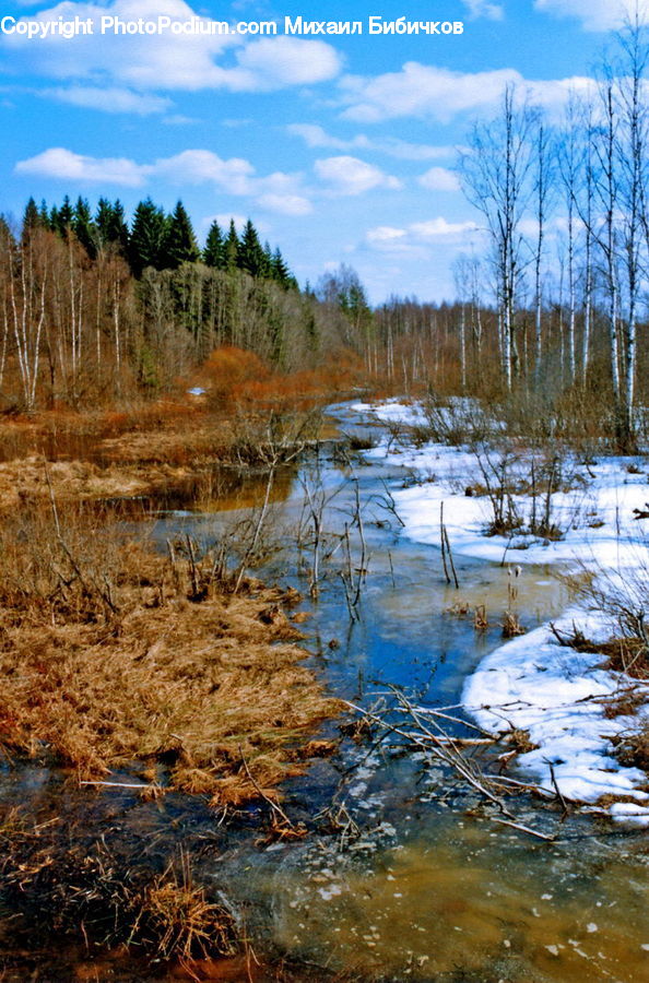 Creek, Outdoors, River, Water, Land, Marsh, Swamp