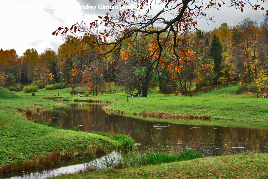 Plant, Tree, Oak, Wood, Park, Countryside, Outdoors