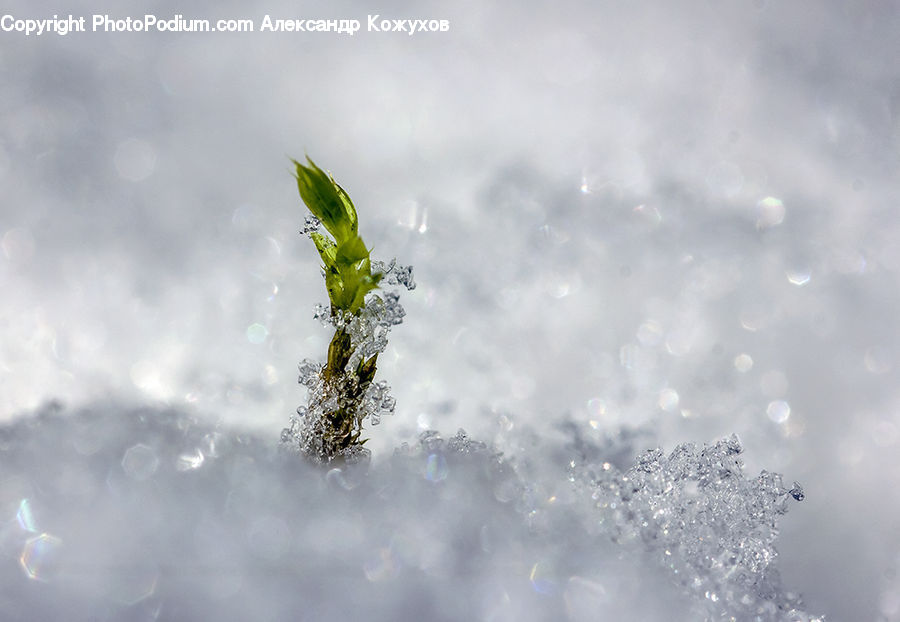 Conifer, Fir, Plant, Tree, Droplet, Field, Grass