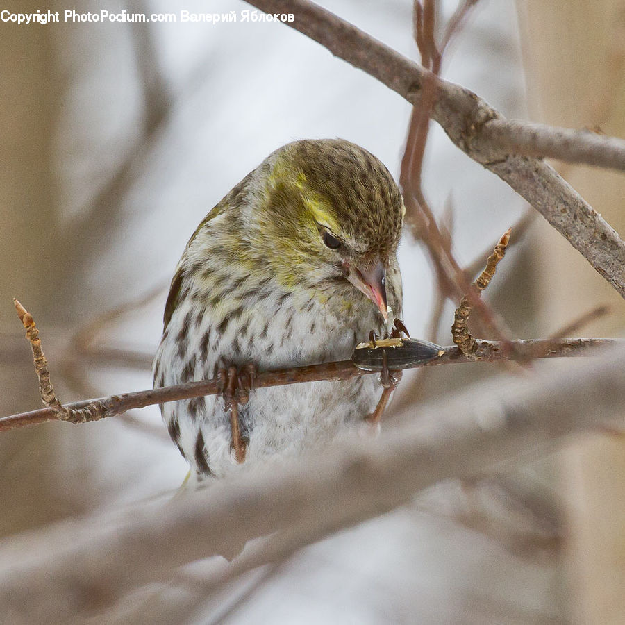 Bird, Finch, Flicker Bird, Woodpecker, Canary, Beak