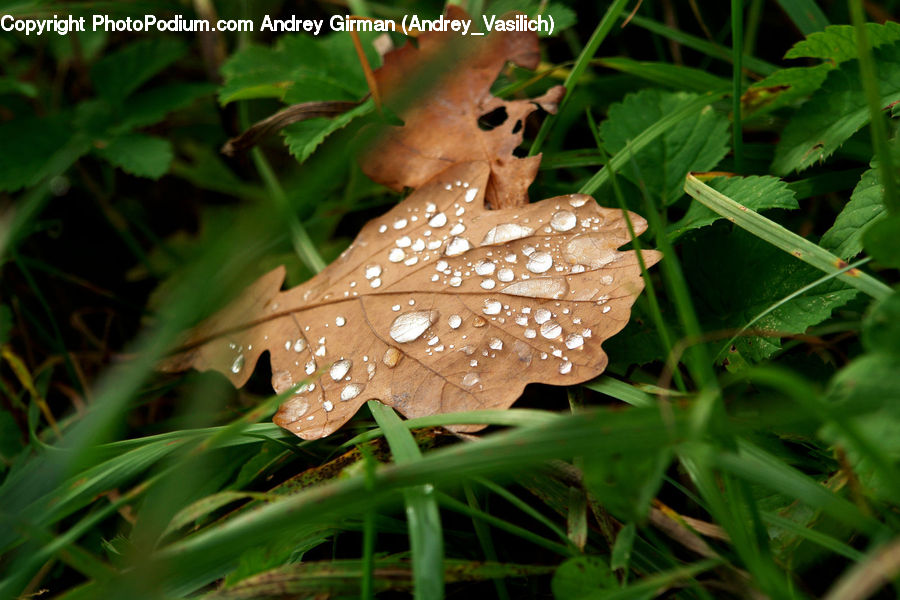 Butterfly, Insect, Invertebrate, Agaric, Amanita, Fungus, Mushroom