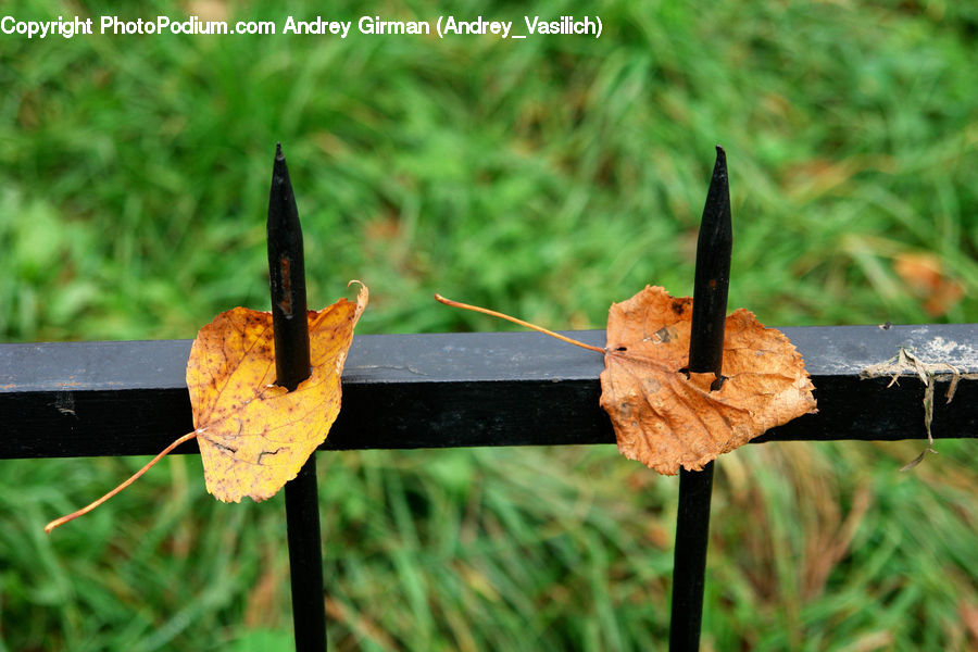 Rust, Maple, Maple Leaf, Plant, Field, Grass, Grassland