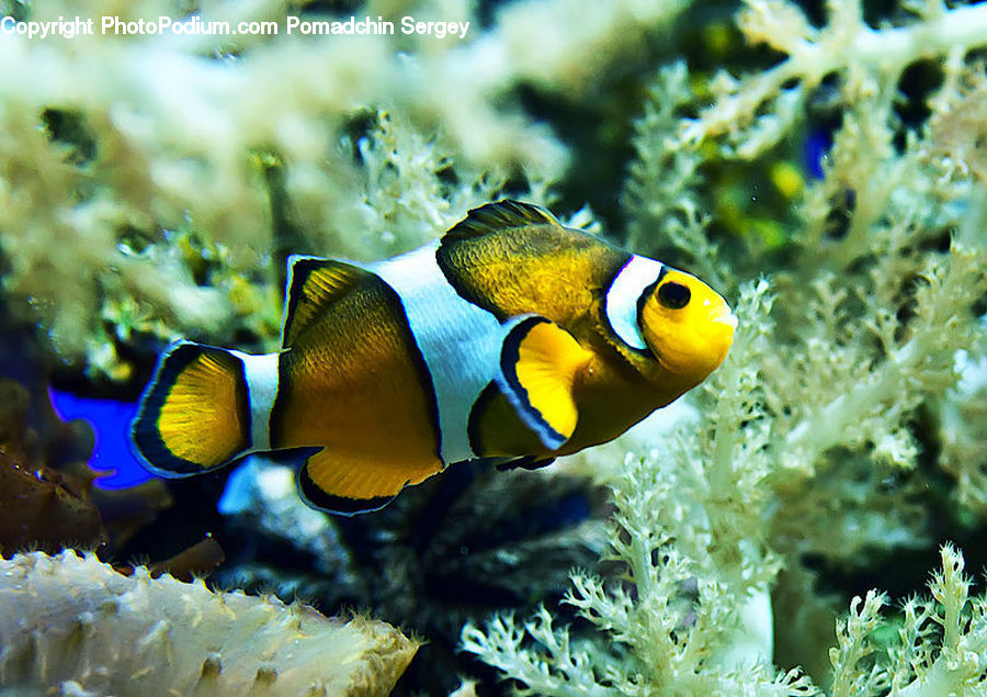 Fish, Sea Life, Rock Beauty, Angelfish, Amphiprion, Coral Reef, Outdoors