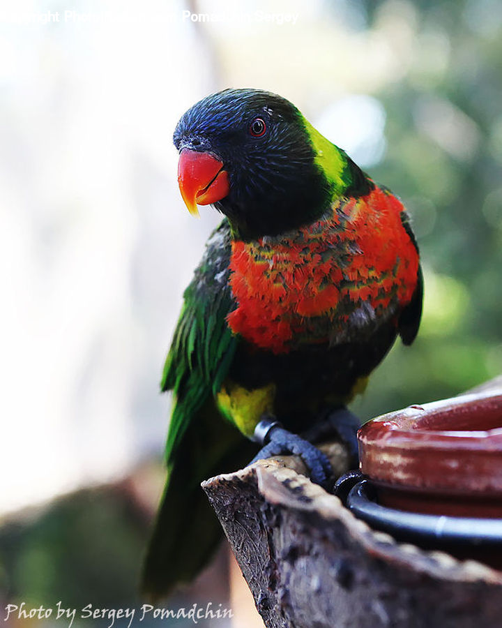 Head, Portrait, Beak, Bird, Plant, Vegetation, Fruit