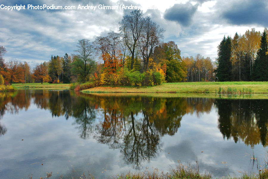 Outdoors, Pond, Water, Forest, Grove, Land, Vegetation