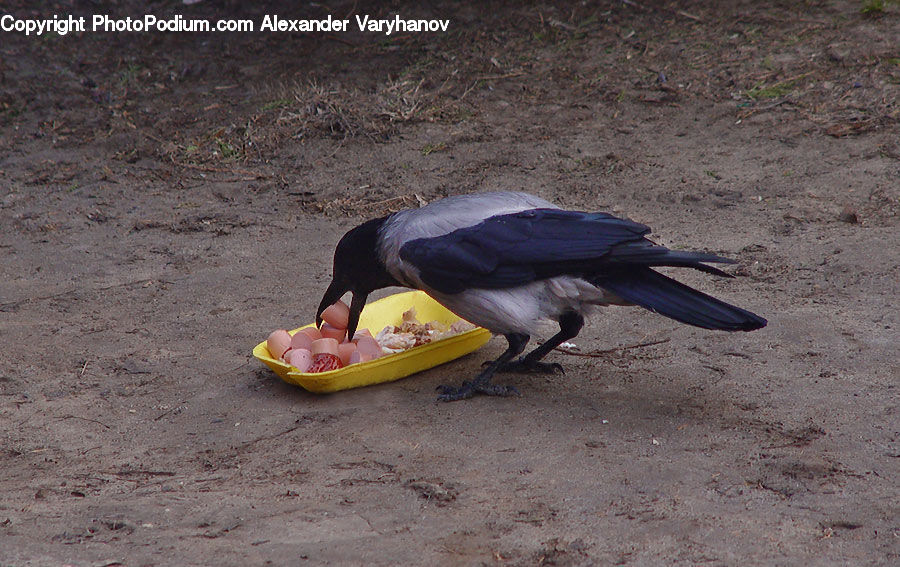 Bird, Blackbird, Crow