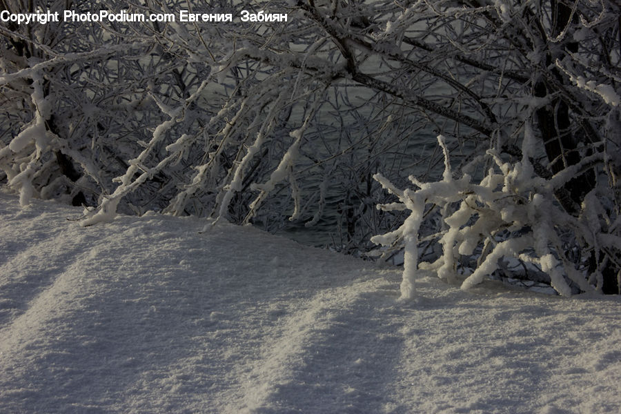 Blizzard, Outdoors, Snow, Weather, Winter, Conifer, Fir