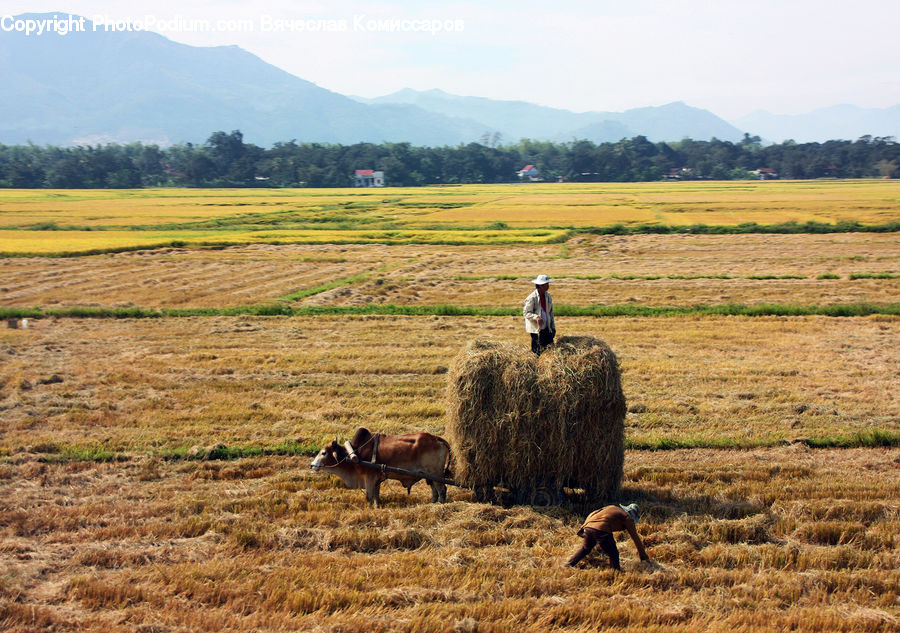 Animal, Cattle, Mammal, Field, Grass, Grassland, Land