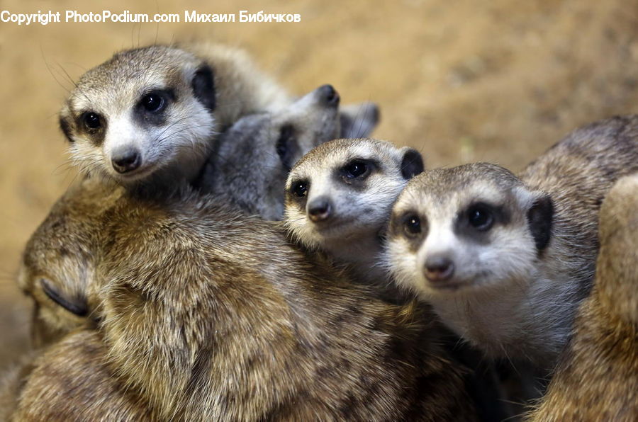 Animal, Mammal, Meerkat, Wildlife