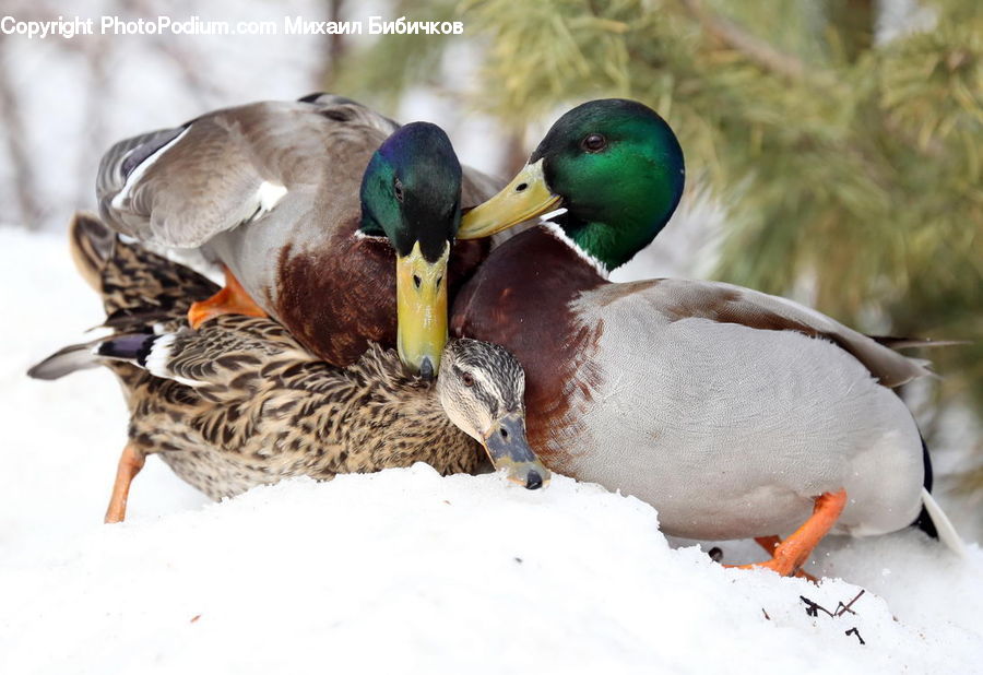 Bird, Duck, Mallard, Waterfowl, Teal, Beak