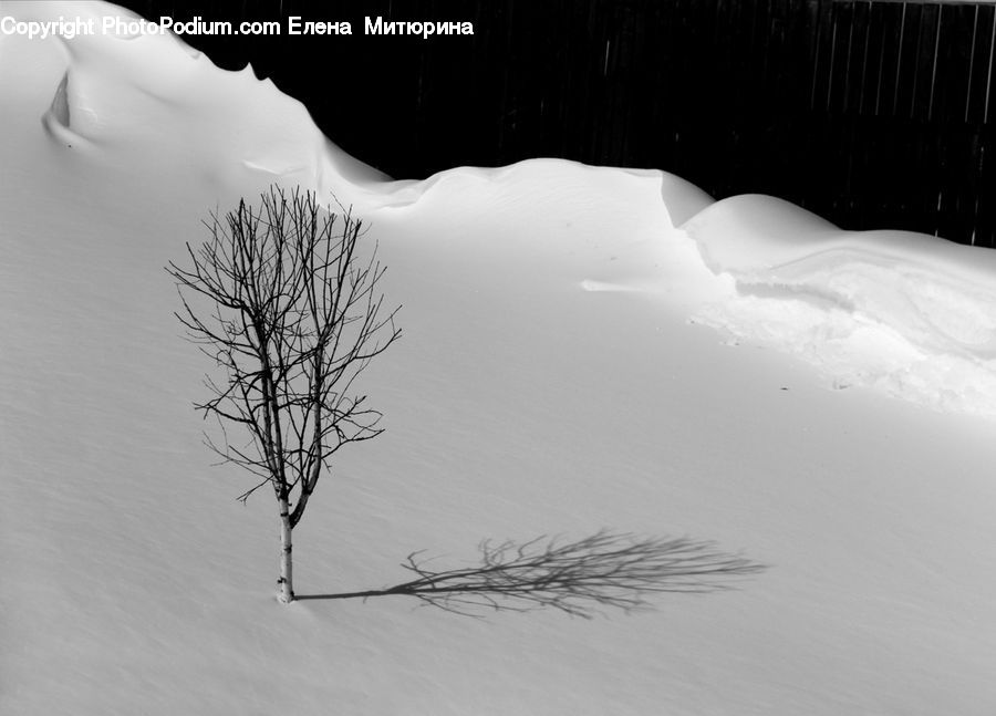 Ice, Outdoors, Snow, Sand, Soil, Plant, Tree