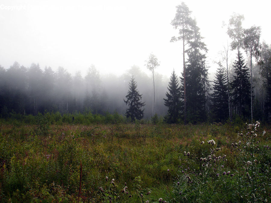 Fog, Forest, Vegetation, Field, Grass, Grassland, Plant