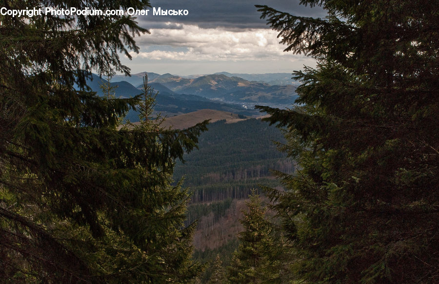 Conifer, Fir, Plant, Tree, Forest, Vegetation, Landscape