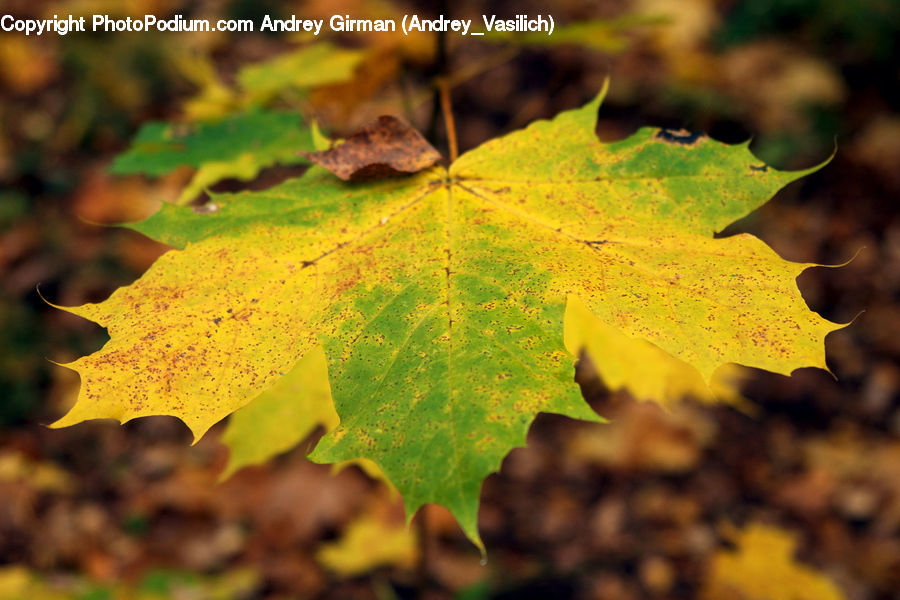 Maple, Maple Leaf, Plant, Veins, Tree, Wood, Leaf