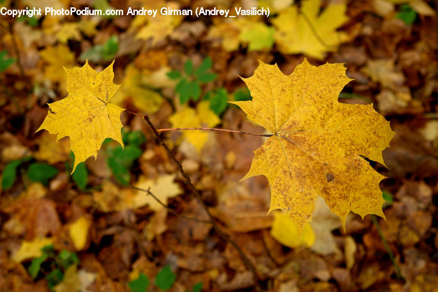 Veins, Maple, Maple Leaf, Plant, Leaf, Tree, Wood