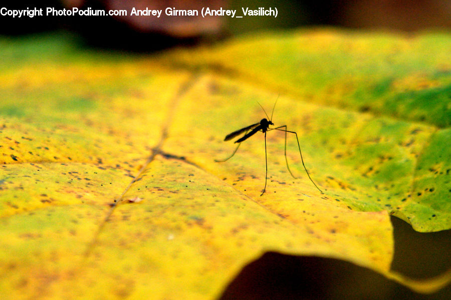 Insect, Invertebrate, Mosquito, Cricket Insect, Grasshopper, Anisoptera, Dragonfly