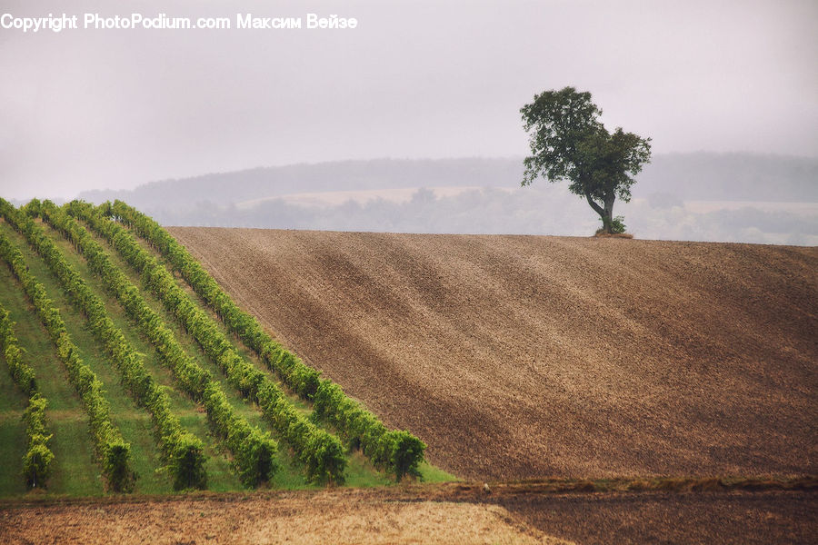 Plant, Tree, Oak, Wood, Sycamore, Tree Trunk, Soil