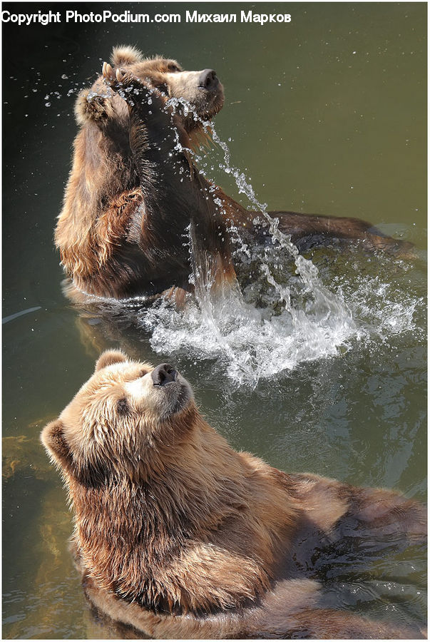 Animal, Bear, Brown Bear, Mammal, Canine, Dog, Golden Retriever