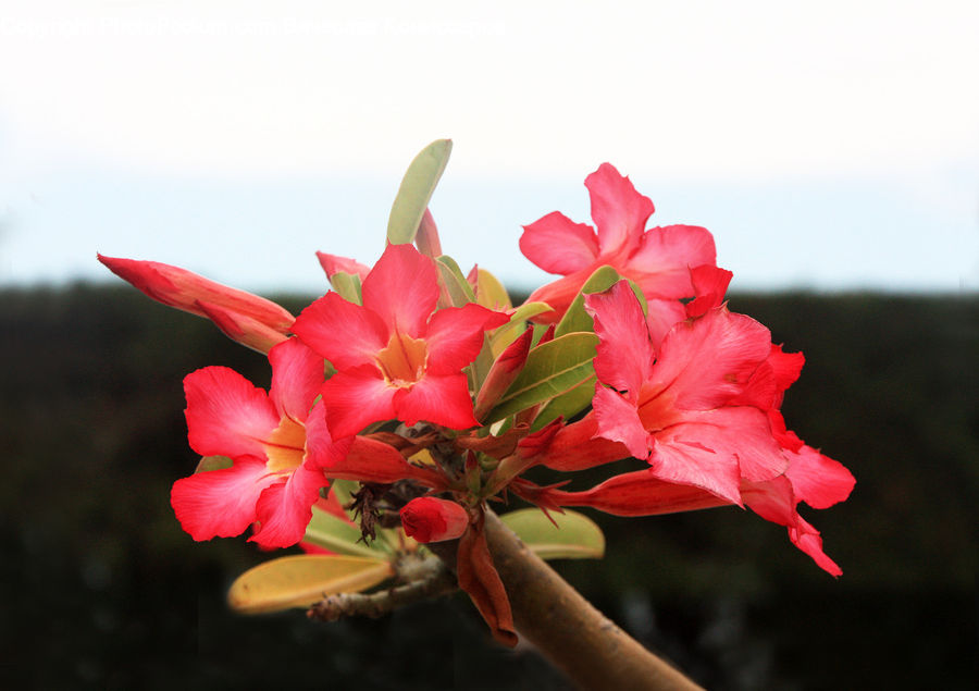 Flora, Flower, Gladiolus, Plant, Blossom, Flower Arrangement, Flower Bouquet