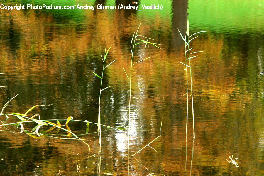 Field, Grass, Grassland, Plant, Land, Marsh, Pond