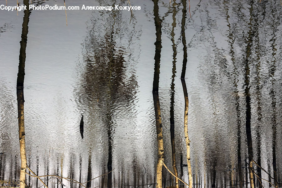 Birch, Tree, Wood, Grass, Plant, Reed, Forest