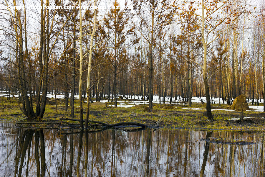 Land, Marsh, Outdoors, Swamp, Water, Birch, Tree