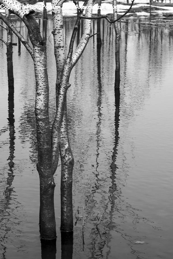 Water, Plant, Tree, Birch, Wood, Outdoors, Ripple