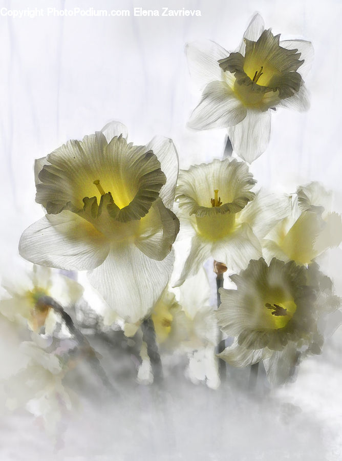 Blossom, Daffodil, Flora, Flower, Plant, Iris, Petal