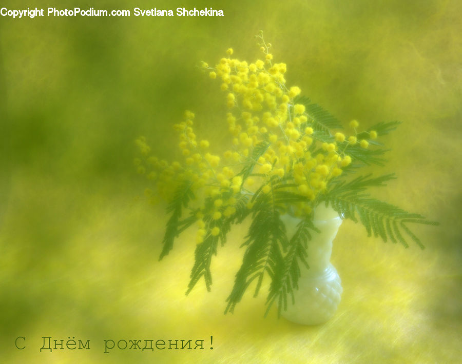 Flower, Mimosa, Plant, Dill