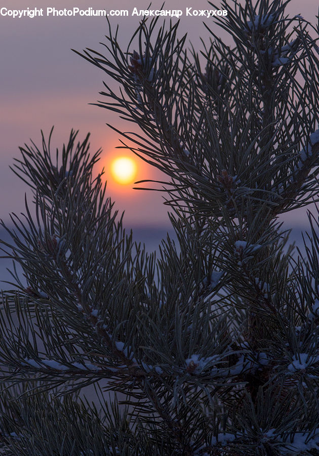 Conifer, Fir, Plant, Tree, Field, Grass, Grassland