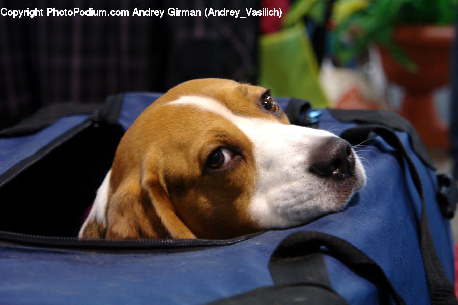 Animal, Beagle, Canine, Dog, Hound, Mammal, Pet