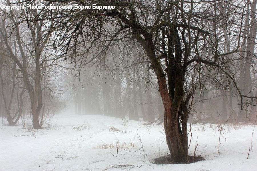 Blizzard, Outdoors, Snow, Weather, Winter, Landscape, Nature