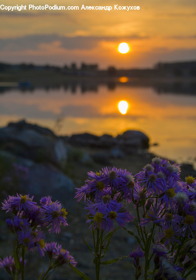 Aster, Blossom, Flower, Plant, Flora, Geranium, Iris