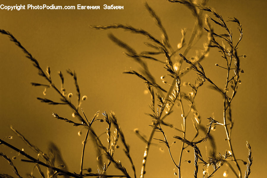 Field, Grass, Grassland, Plant, Weed, Dill, Blossom