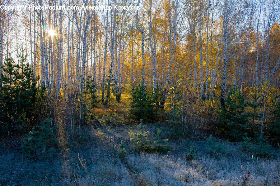 Field, Grass, Grassland, Plant, Forest, Vegetation, Conifer