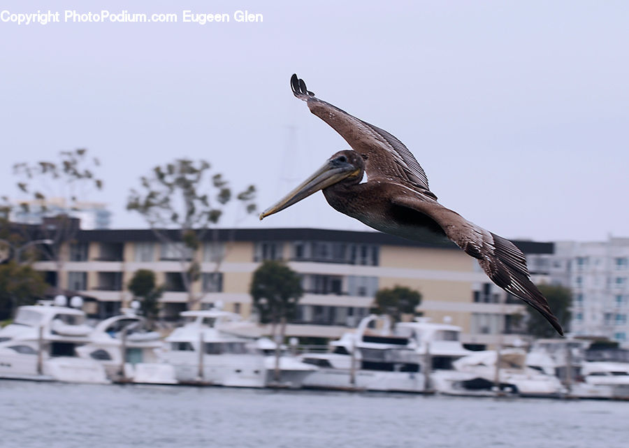 Boat, Watercraft, Bird, Booby, Yacht, Waterfront, Bench