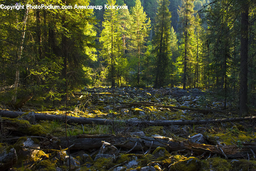 Forest, Vegetation, Conifer, Fir, Plant, Tree, Moss