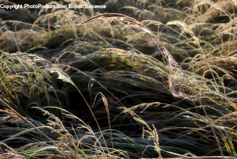 Field, Grass, Grassland, Plant, Vegetation, Bush, Blossom