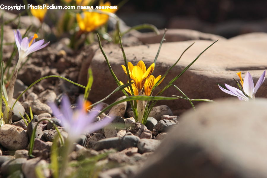 Blossom, Crocus, Flora, Flower, Plant, Asteraceae, Aster