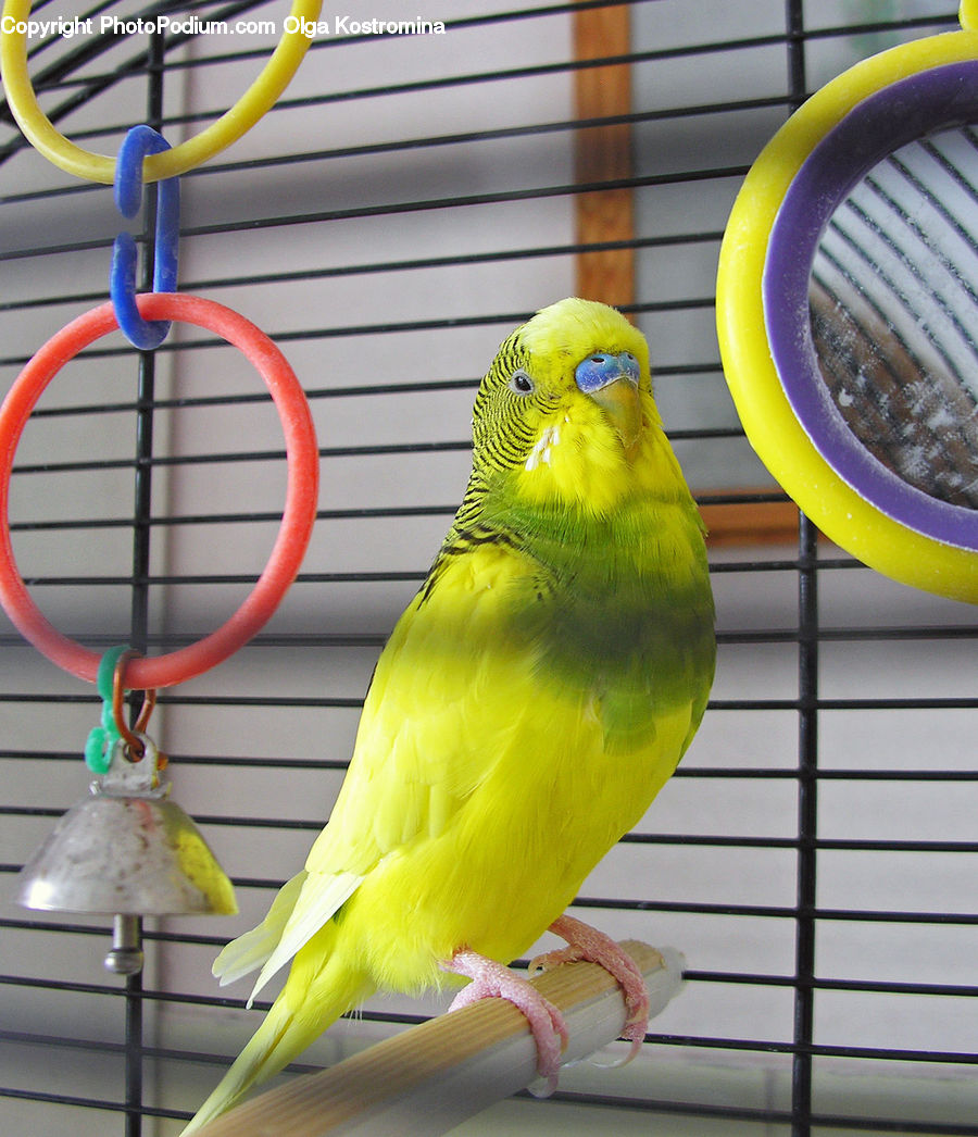 Bird, Canary, Finch, Parakeet, Parrot