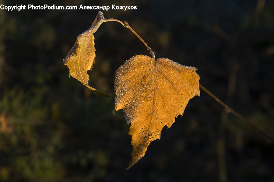 Frost, Ice, Outdoors, Snow, Maple, Maple Leaf, Plant