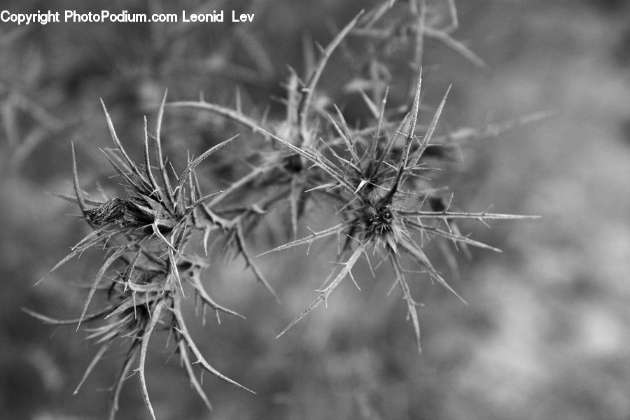 Frost, Ice, Outdoors, Snow, Apiaceae, Blossom, Plant