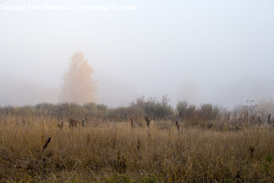 Fog, Field, Grass, Grassland, Plant, Mist, Outdoors