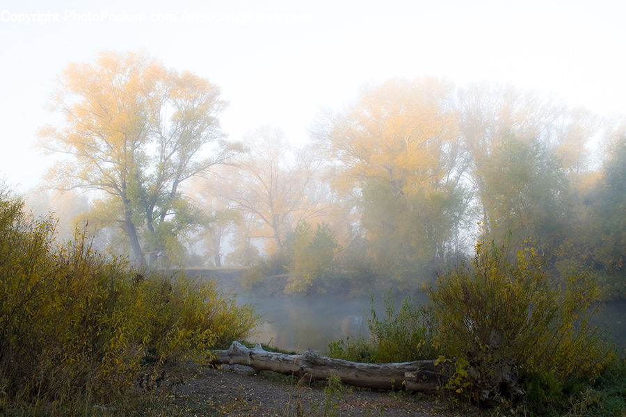 Fog, Mist, Outdoors, Landscape, Nature, Scenery, Dirt Road