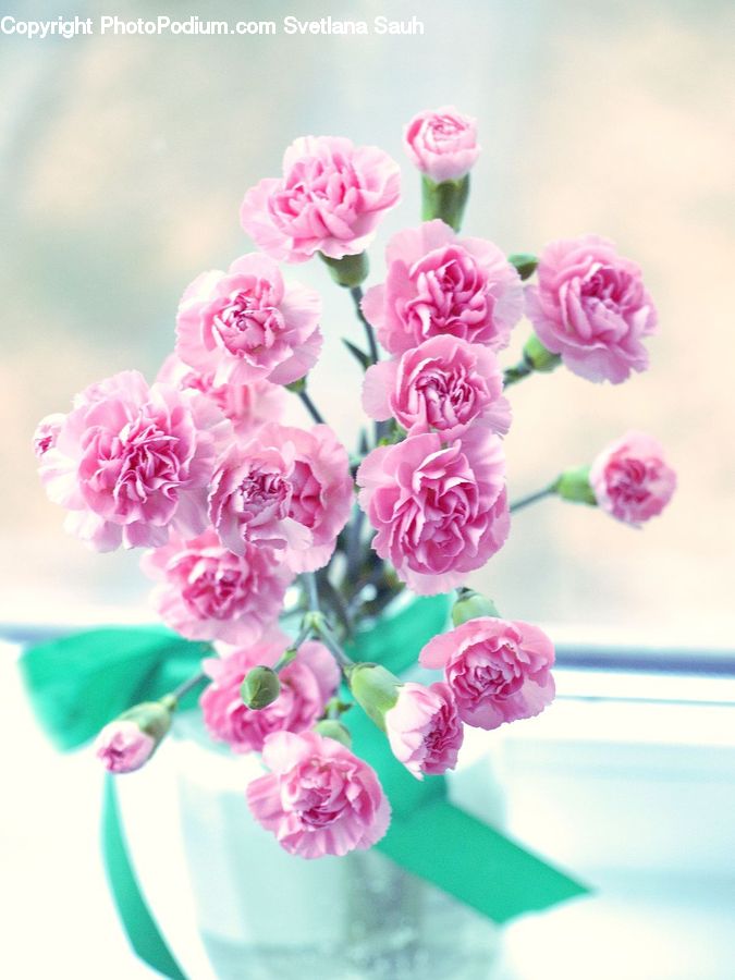 Blossom, Carnation, Flower, Plant, Flora, Rose, Flower Arrangement