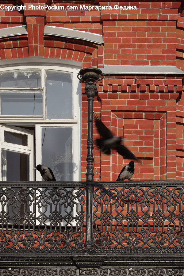 Bird, Pigeon, Brick, Balcony, Blackbird, Crow