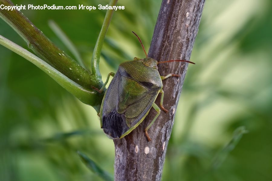 Cricket Insect, Grasshopper, Insect, Invertebrate, Plant, Asilidae, Andrena